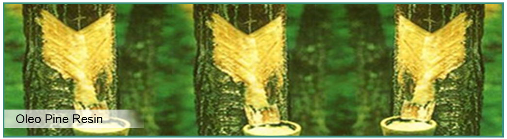 Natural Indonesia Oleo Pine Resin - Indonesia Wholesale Natural